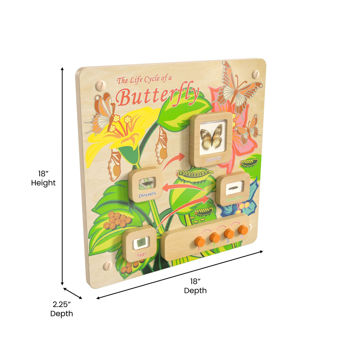 Commercial Grade STEAM Wall Wooden Butterfly Life Cycle Panel Board