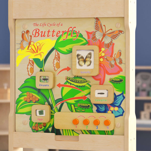Commercial Grade STEAM Wall Wooden Butterfly Life Cycle Panel Board