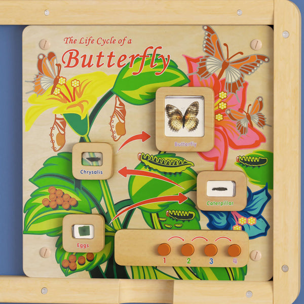 Commercial Grade STEAM Wall Wooden Butterfly Life Cycle Panel Board
